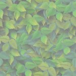  (150x150, 5Kb)