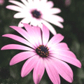  (120x120, 25Kb)