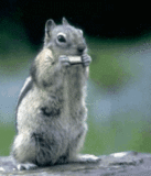 th_nothersquirrel (137x160, 263Kb)
