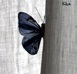 my_personal_butterfly_ (150x145, 34Kb)