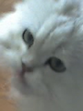  (120x160, 7Kb)