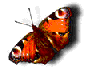  (88x67, 25Kb)