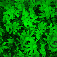  (200x200, 117Kb)