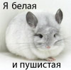  (100x99, 20Kb)