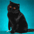  (120x120, 23Kb)