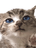 14316780_catlick03 (120x160, 49Kb)