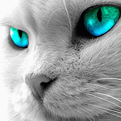 (176x176, 19Kb)