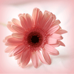 22f00c4c8fb0 (150x150, 29Kb)
