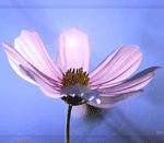  (150x131, 40Kb)