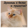 (98x98, 13Kb)