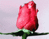  (100x80, 9Kb)