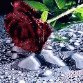  (120x120, 10Kb)