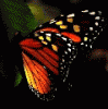 872edca1751c8cb5f0205cdf3f5b8708 (99x100, 4Kb)