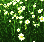  (150x146, 82Kb)