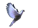 pigeon (134x99, 37Kb)