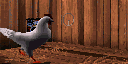  (128x64, 38Kb)