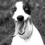 dogz0_20070910_2021011179 (64x64, 4Kb)