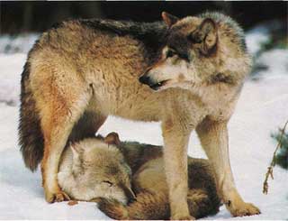 24028548_wolfpol2.jpg