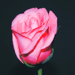  (150x150, 16Kb)