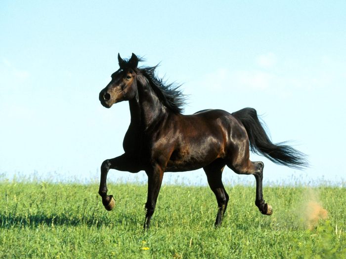 http://img0.liveinternet.ru/images/attach/b/2/24/394/24394776_1210100958_horse_1003.jpg