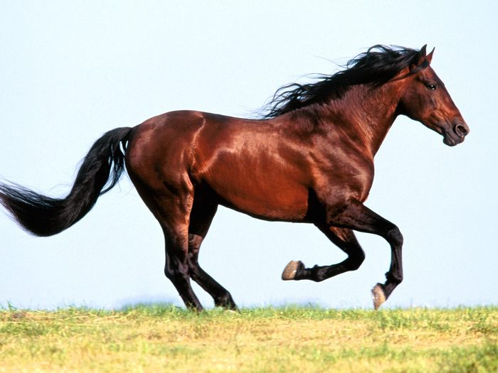 http://img0.liveinternet.ru/images/attach/b/2/24/394/24394808_1210101144_horse_1016.jpg