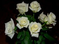 DSC_0004z (199x150, 41Kb)