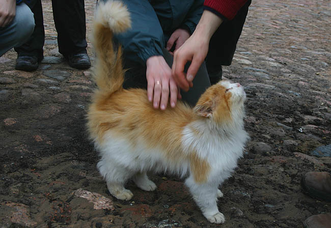 Я - просто кот