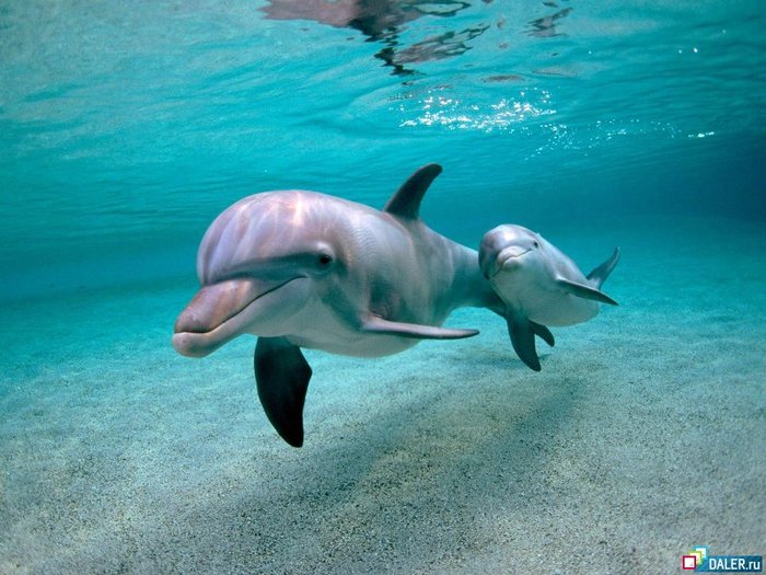 У обнаруженного японскими рыбаками в конце октября дельфина имелись дополнительные плавники...