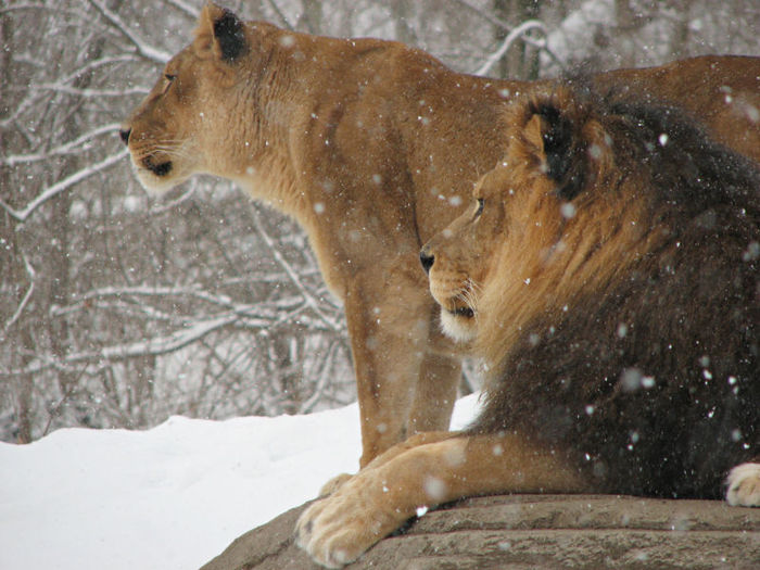 http://img0.liveinternet.ru/images/attach/b/3/10/746/10746412_800pxAfrican_Lion_Panthera_leo_Snow_Pittsburgh_2816px.jpg