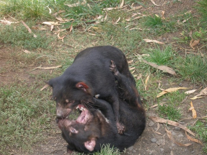 http://img0.liveinternet.ru/images/attach/b/3/11/913/11913513_tasmanian_devil_play_image_000002.jpg