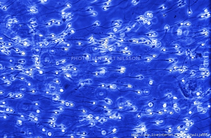  Приключения в сперматроне: Тайны плывущих против течения сперматозоидов, раскрытые ученым из Сколтеха  - фото 1