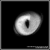  (100x100, 23Kb)