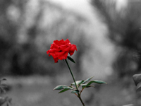  (200x150, 29Kb)