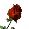 3430747_rose1 (100x100, 10Kb)