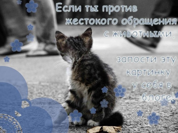 http://img0.liveinternet.ru/images/attach/b/3/14/416/14416743_protiv_zhestokogo_obrascheniya_s_zhivotnuymi.jpg