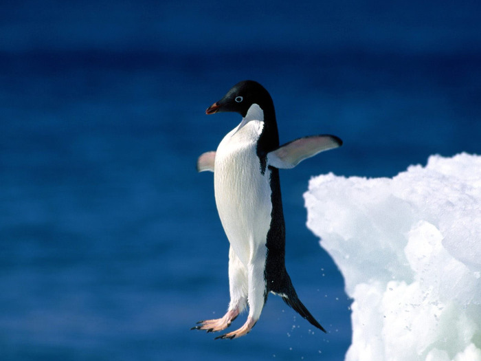 В Лондонском океанариуме пингвина Владимира уличили в серии краж 