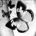  (120x120, 10Kb)