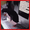 1202223148_8838563_1195399442_1587555_3822343 (100x100, 38Kb)
