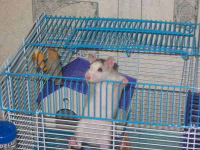 (400x300, 114Kb)