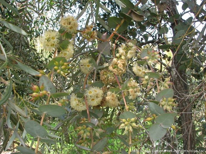 Eucalyptus Gillii