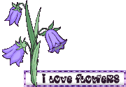blkflowers14_VSC (180x125, 19Kb)