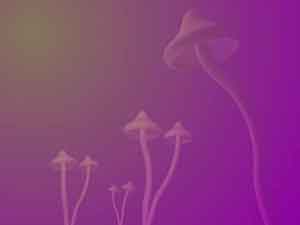 20397681_psyshrooms.jpg