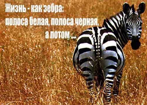 21252512_zebra.jpg