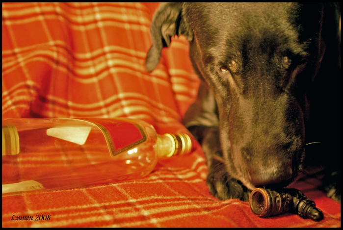 http://img0.liveinternet.ru/images/attach/b/3/22/271/22271717_1207642262_drunker1.jpg