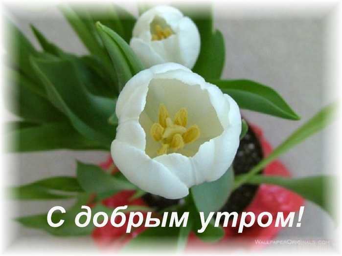 http://img0.liveinternet.ru/images/attach/b/3/22/51/22051316_Dobrogo_utra_vsem_u_kogo_ono_dobroe.jpg