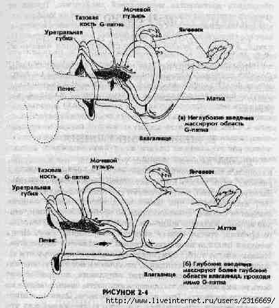      Bdsm Hentai