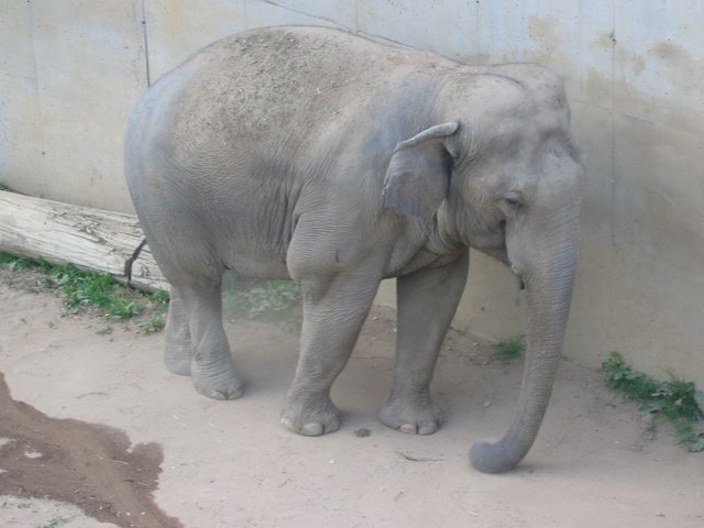 26242409_IMG_0347_Zoo_Elefant.jpg