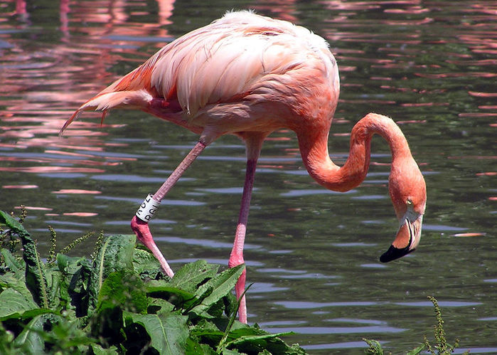 http://img0.liveinternet.ru/images/attach/b/3/26/374/26374157_800pxFlamingo.jpg