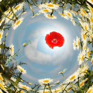 (300x300, 105Kb)