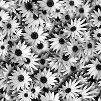 2978967_195da8dc2166 (200x200, 24Kb)